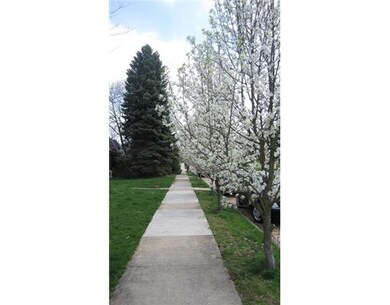 View. Tree-lined sidewalk view