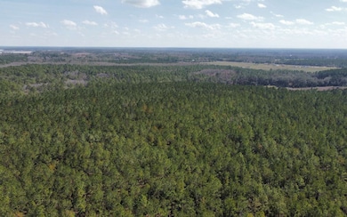 TBD NE 22nd Ln, Hawthorne, FL 32640 - photo 4