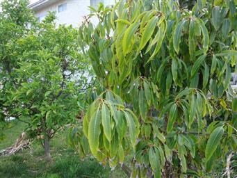 504 E 97th St, Inglewood, CA 90301 - photo 6