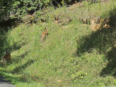 00 Trimont Mountain Rd, Franklin, NC 28734 - photo 6