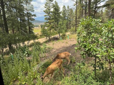 599 Pineview Rd, Pagosa Springs, CO 81147 - photo 7