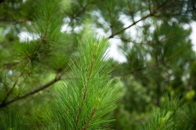 000 Fm 2090, Conroe, TX 77306 - photo 6