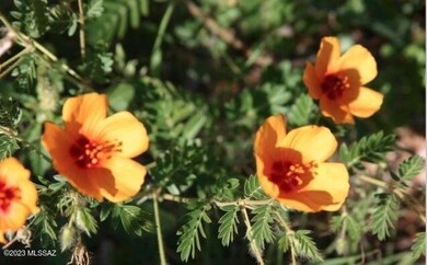 Sonoita Pics 8