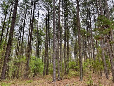 View of tree filled area