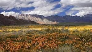 Merrifield Dr, El Paso, TX 79928 - photo 5