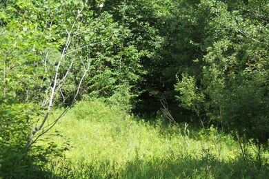 00 Forest Rd S, Ludlow, VT 05149 - photo 4