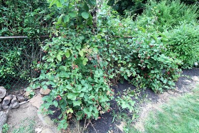 Blackberry Bushes! Delicious!