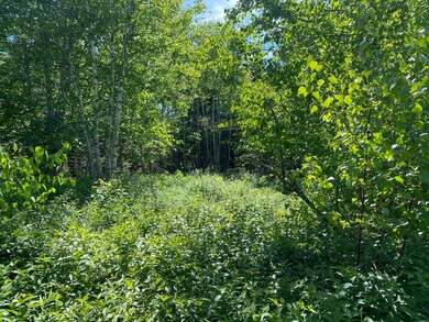 Birch trees