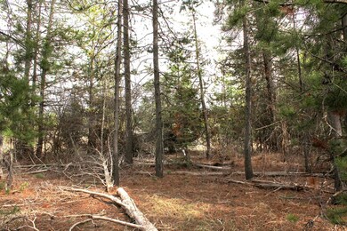 View Through The Trees