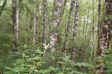 Typical red alder stand.