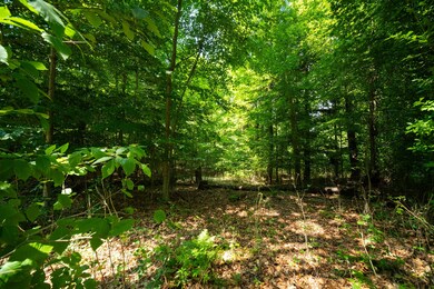 Wooded views
