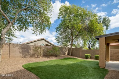 Back Yard 1