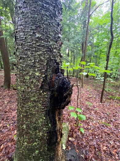 2899 Vermont 5a, Orleans, VT 05860 - photo 4