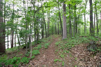 View of woods