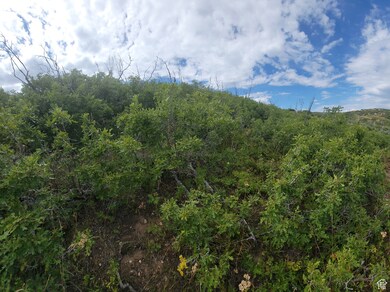 View of shrubs at the top of the property