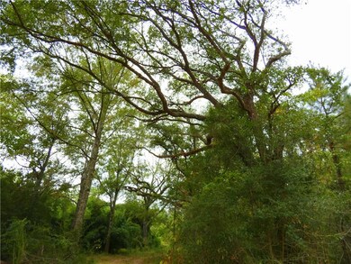 BEAUTIFUL LIVE OAKS
