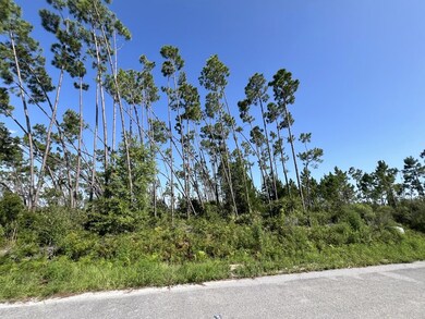 LOTS OF TALL TREES FOR SHADE