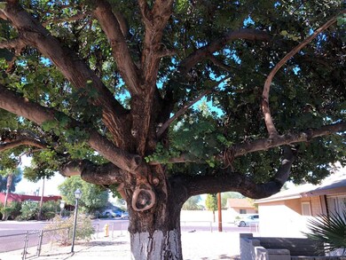 Amazing Tree