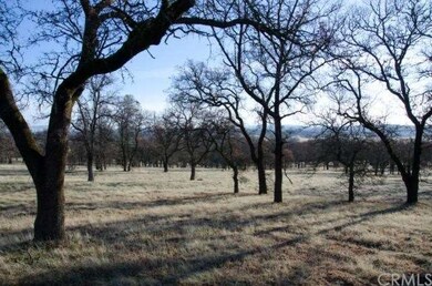 Oak forest.