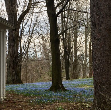 Yard in spring