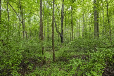 2624 Old Graham Rd, Pittsboro, NC 27312 - photo 5