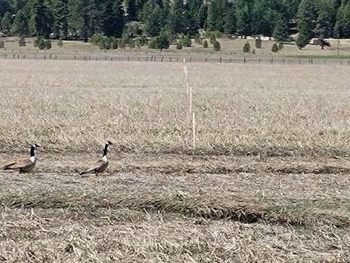 TBD Gray Ln, Cascade, ID 83611 - photo 5