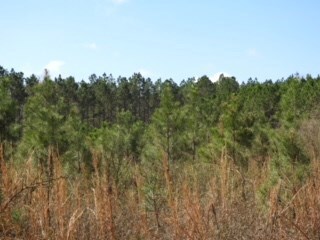 48 Acres Minnow Farm Rd, Quitman, GA 31643 - photo 7