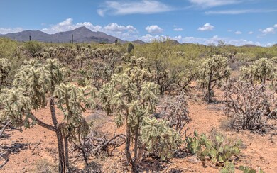 Lush Native Cholla Forest