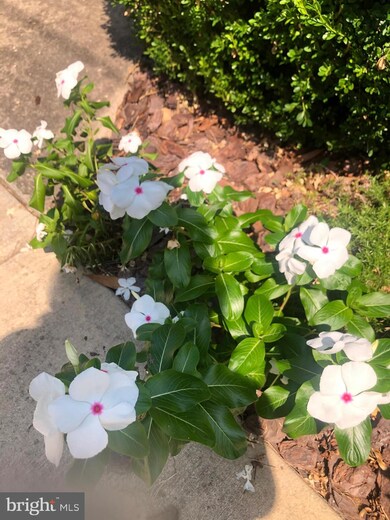 7300 Maryland Ave, Queenstown, MD 21658 - photo 5