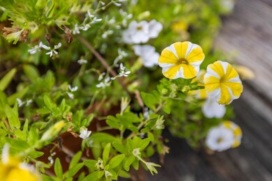 207 Link Rd, Waynesboro, VA 22980 - photo 3