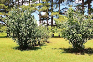 505 Highway 49, Rector, AR 72461 - photo 6