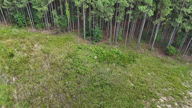 View of local wilderness
