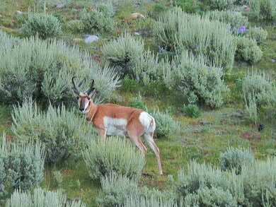 3a- antelope on Franz property