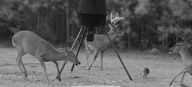 3032 Osyka Progress Rd, Osyka, MS 39657 - photo 4