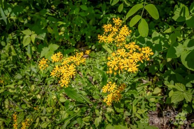 99999 Spring Creek Trail unit 9,11,12,13, Asheville, NC 28806 - photo 4