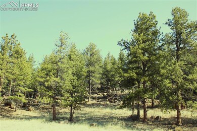View of local wilderness