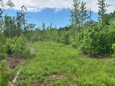 View of nature with a view of trees