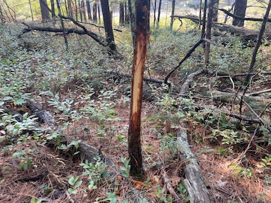 V/L S Spruce, Newaygo, MI 49337 - photo 4