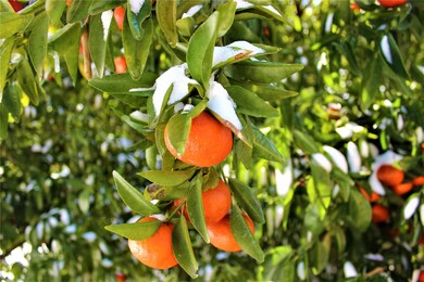 40418 Three Forks Rd, Magnolia, TX 77354 - photo 3