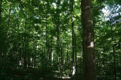 Great woods for hiking or hunting!