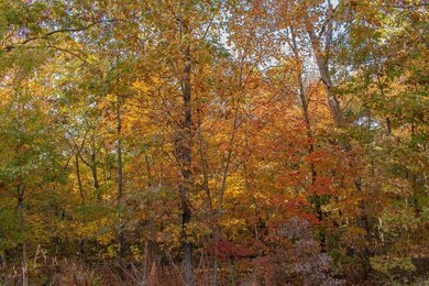 0 Leiston Ln, Bella Vista, AR 72714 - photo 6