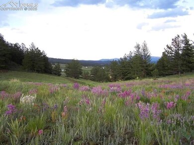 View of local wilderness