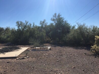 NATURAL DESERT VEGETATION