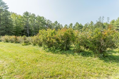 High bush blueberries