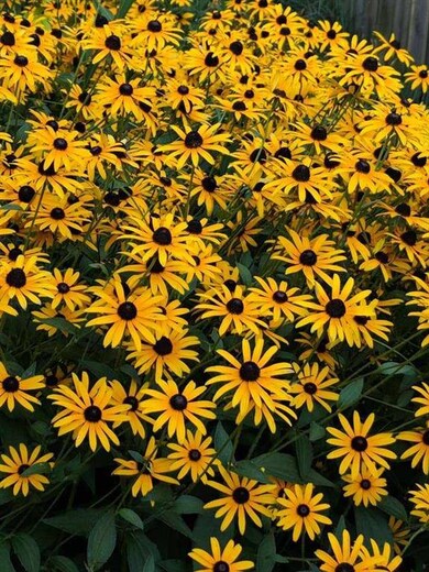 Perennial Flowers grow every summer