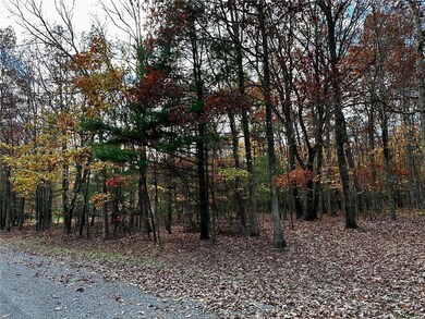 Mature trees with little undergrowth