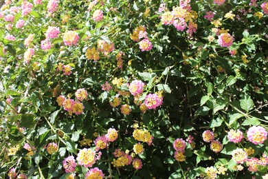 Blooming Lantana