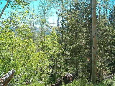 View photo thru trees