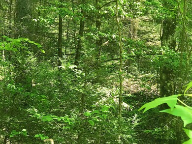 wooded lot 4