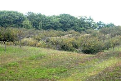 trees 2